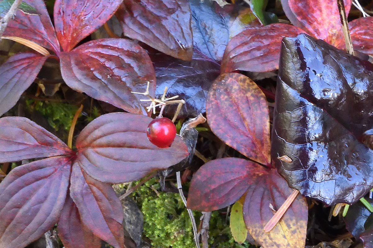 ゴゼンタチバナ紅葉、イワカガミ銅葉 イメージ