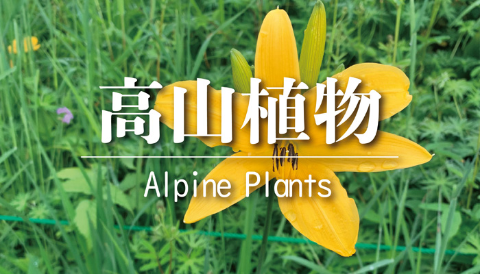 高山植物 高峰高原の花ごよみ