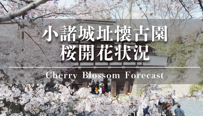 小諸城址 懐古園「桜まつり」