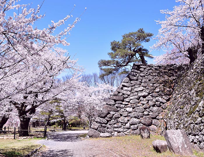 小諸城址・懐古園 桜まつり｜2025.4.1-4.25