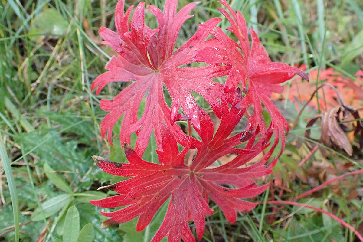 ハクサンフウロ紅葉 イメージ