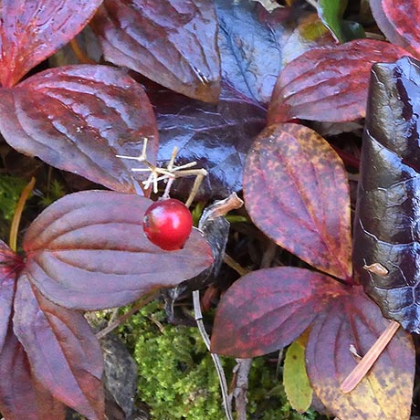 ゴゼンタチバナ紅葉、イワカガミ銅葉 イメージ