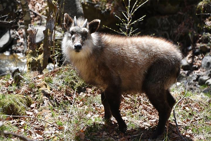 野生動物 イメージ