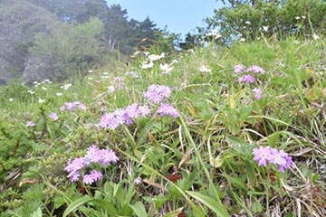 花ごよみ イメージ