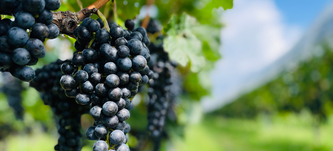 ワイン醸造とブドウ畑