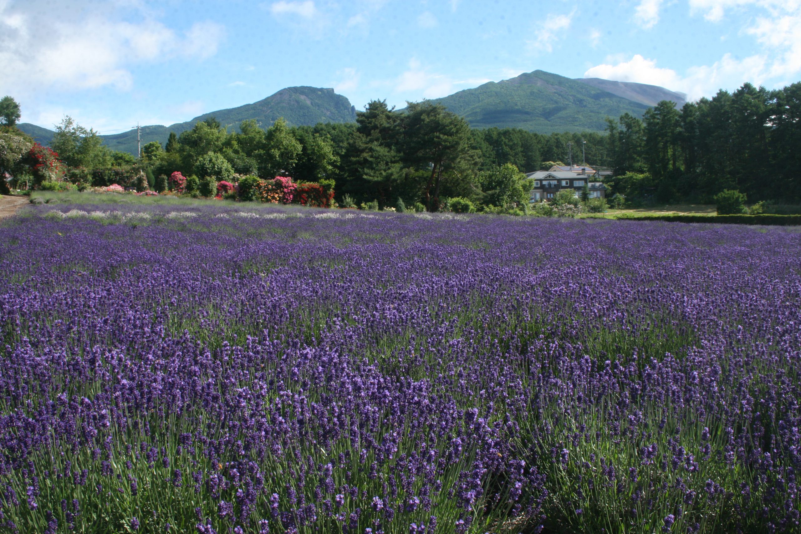 夢ハーベスト農場