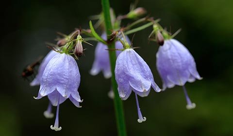 高峰山の花々 イメージ