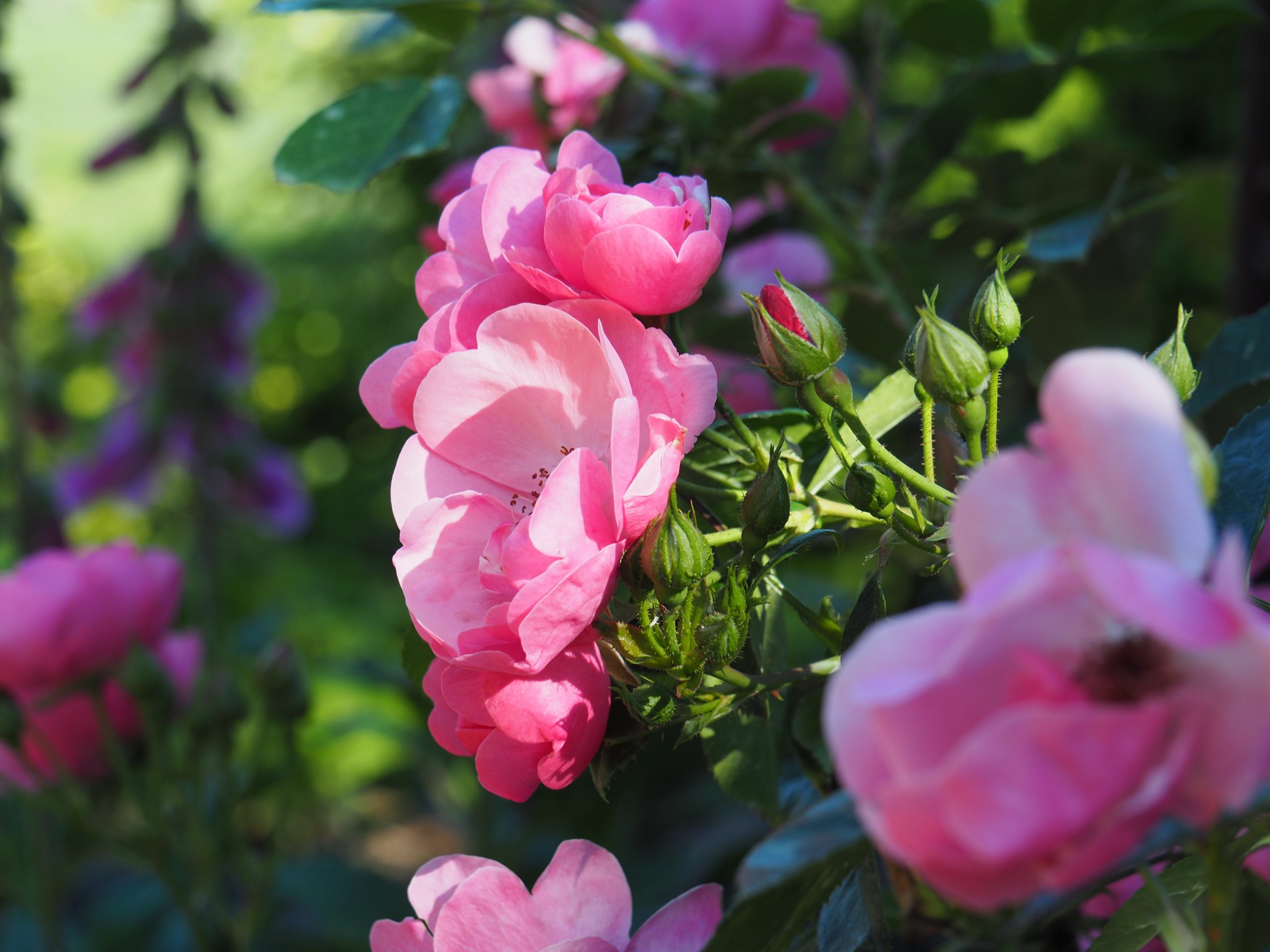 ガーデン特集21 こもろで楽しむ梅雨 夏の花 バラ ラベンダー他 こもろ観光局