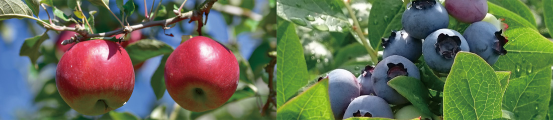 信州・小諸くだもの狩り イメージ画像