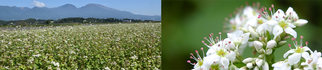 小諸の蕎麦屋めぐり イメージ画像