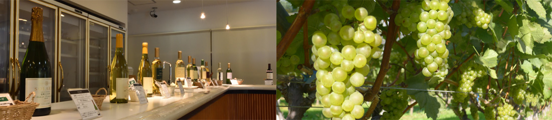 ワイン醸造とブドウ畑 イメージ画像