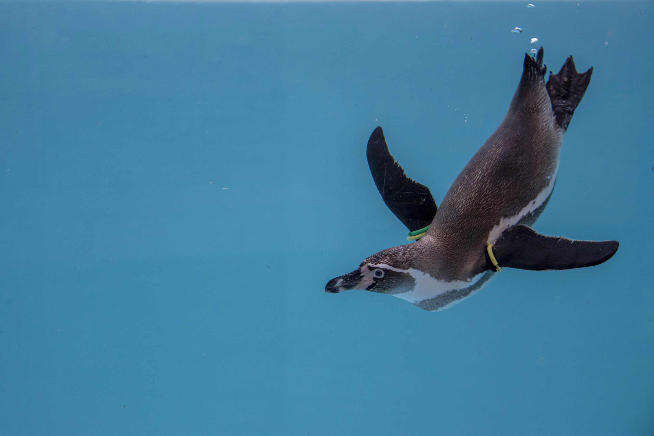 こもろし どうぶつえん 100しゅうねん めいん びじゅある