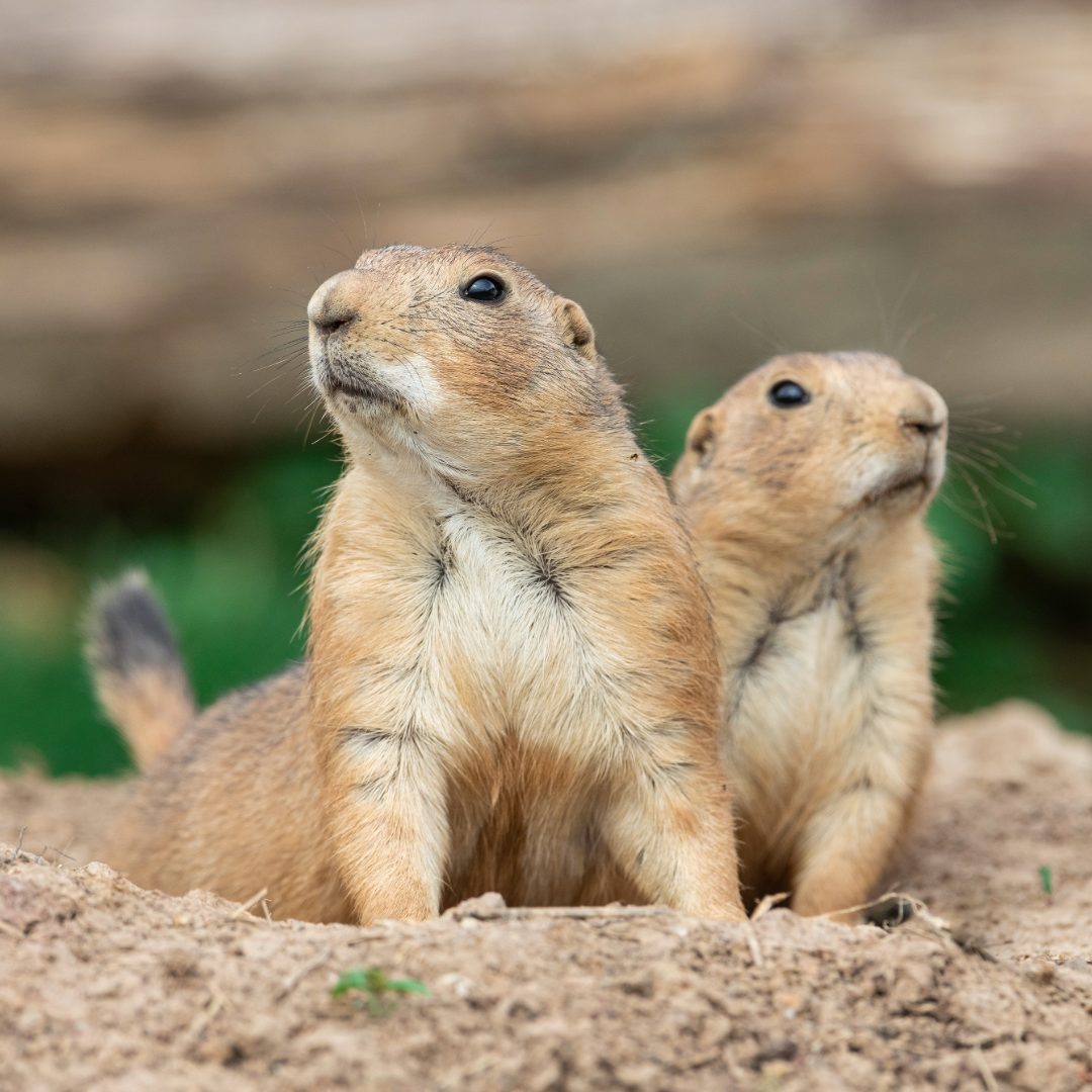 ぷれーりーどっぐ