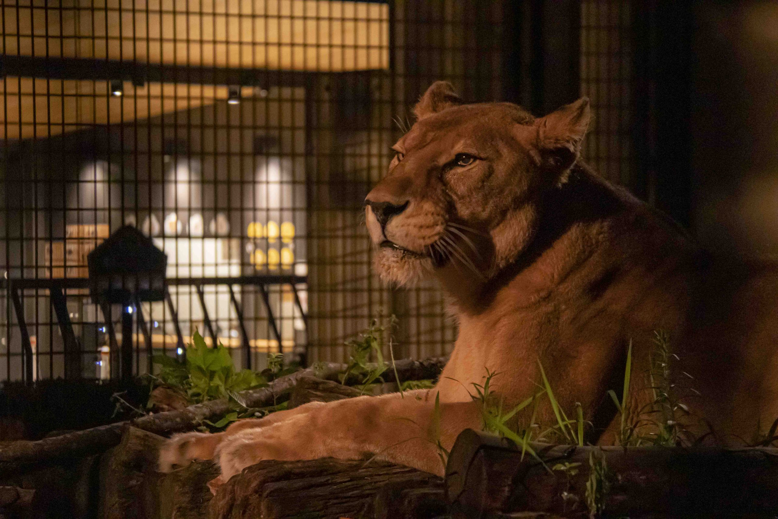 どうぶつ いらすと と しゃしん